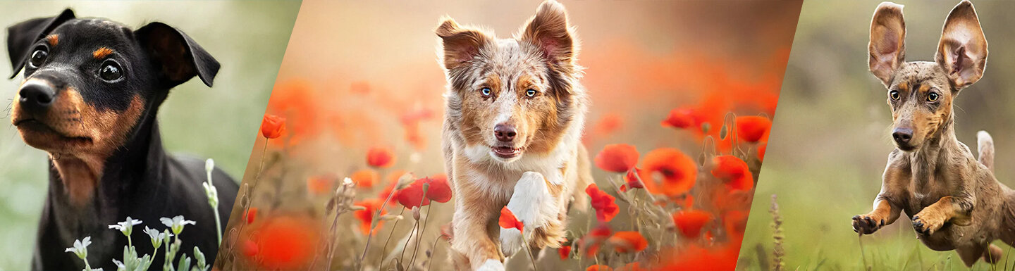 Terra Canis