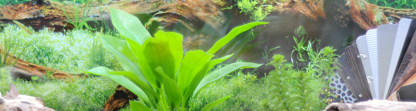 aquaristic