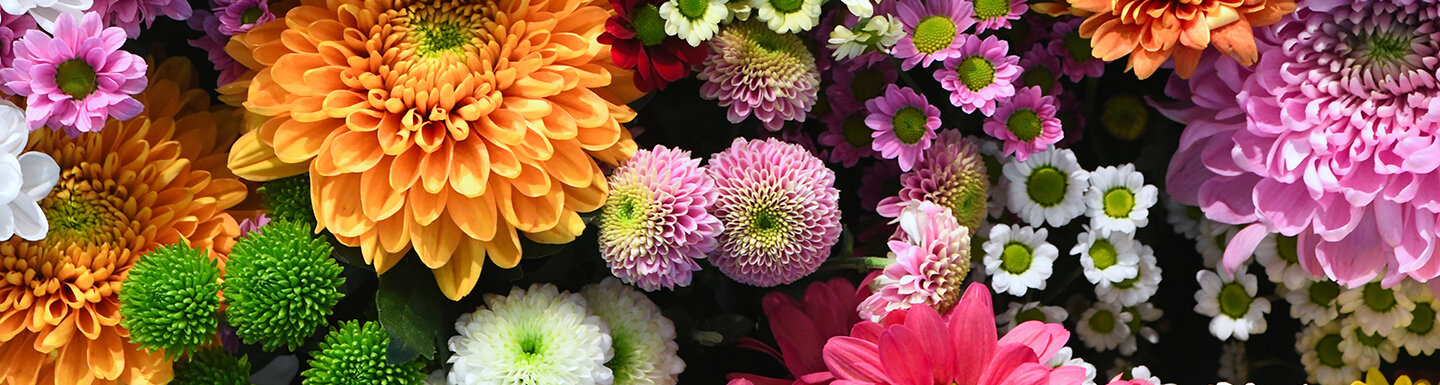 FloraPrima